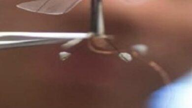 Photo of China presenta un dron con forma de mosquito