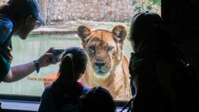 Photo of Inauguran “Balam Balam”: un nuevo hogar para proteger la vida silvestre en Mérida