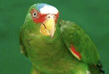 Photo of Siete especies de loros, habitan en Yucatán