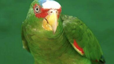 Photo of Siete especies de loros, habitan en Yucatán