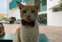 Photo of Miis IMSS, el gatoterapia de derechohabientes de Ciudad Caucel