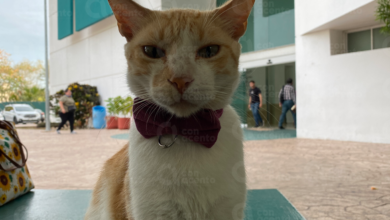 Photo of Miis IMSS, el gatoterapia de derechohabientes de Ciudad Caucel