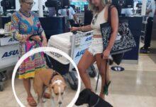 Photo of Perrita yucateca encuentra un hogar en Canadá