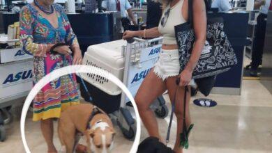 Photo of Perrita yucateca encuentra un hogar en Canadá