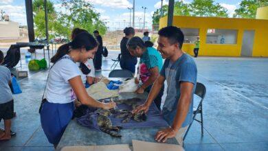 Photo of Más de 1,500 esterilizaciones gratuitas en Yucatán