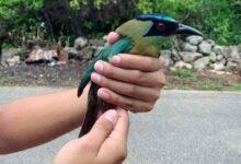 Photo of Pájaro Toh visita a joven en Seyé, Yucatán