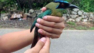 Photo of Pájaro Toh visita a joven en Seyé, Yucatán