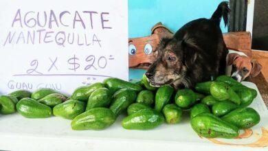 Photo of Perritos venden aguacates y conquistan corazones