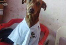 Photo of Desaparece perrito de asistencia de un chef yucateco en Mérida