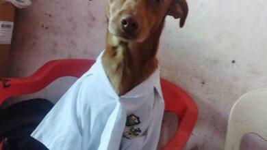 Photo of Desaparece perrito de asistencia de un chef yucateco en Mérida