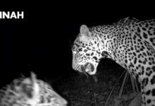Photo of Captan a jaguares cerca de Chichén Itzá