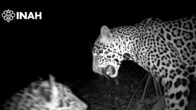 Photo of Captan a jaguares cerca de Chichén Itzá
