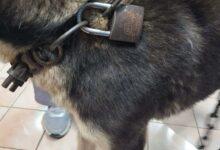 Photo of Husky fue rescatado tras ser abandonado encadenado