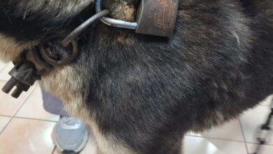 Photo of Husky fue rescatado tras ser abandonado encadenado
