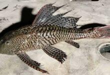 Photo of Alerta en Bacalar por la presencia del pez diablo en la laguna de los Siete Colores