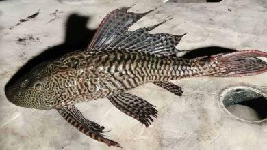 Photo of Alerta en Bacalar por la presencia del pez diablo en la laguna de los Siete Colores