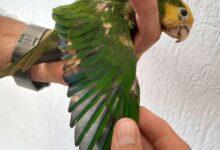 Photo of Dañan a loros intentando decolorar su plumaje en Yucatán