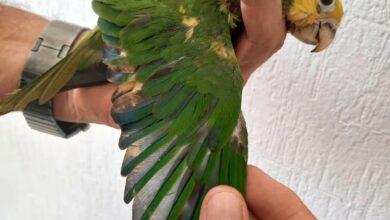Photo of Dañan a loros intentando decolorar su plumaje en Yucatán