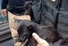 Photo of Usaba cachorros deshidratados para pedir dinero en la CDMX