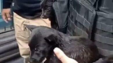Photo of Usaba cachorros deshidratados para pedir dinero en la CDMX