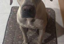 Photo of Buscan familia para perrita rescatada