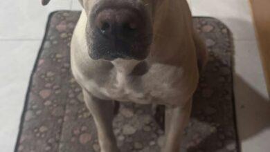 Photo of Buscan familia para perrita rescatada