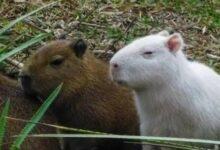 Photo of Tras ser avistado un capibara albino, fue atropellado