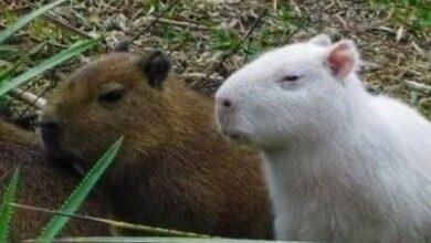 Photo of Tras ser avistado un capibara albino, fue atropellado
