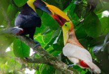 Photo of Tucán blanco sorprende en Costa Rica