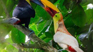 Photo of Tucán blanco sorprende en Costa Rica