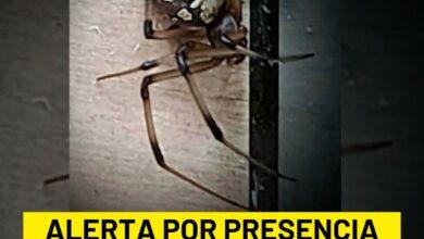 Photo of Preocupa peligrosa “Viuda Marrón” cerca de escuela en Seyé