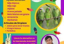 Photo of Lanzan «Alas limpias, corazones grandes» a favor de los loros