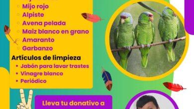 Photo of Lanzan «Alas limpias, corazones grandes» a favor de los loros
