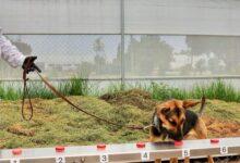 Photo of Entrenan perros para el combate al gusano barrenador en México