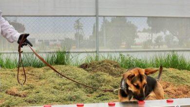 Photo of Entrenan perros para el combate al gusano barrenador en México