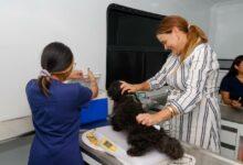 Photo of Ceci Patrón realizará Mega Jornada de Esterilización gratis en Mérida