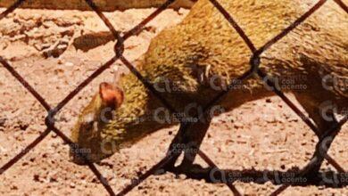 Photo of Yucatán tiene a los «primos» del Capibara