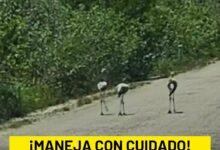 Photo of Polluelos de flamenco en las vías: maneja con cuidado