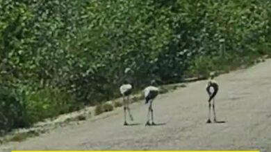 Photo of Polluelos de flamenco en las vías: maneja con cuidado