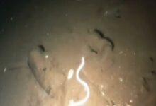 Photo of Captan a “anguila ciega yucateca” en cenote