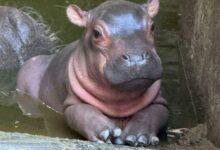 Photo of Nace hermoso hipopótamo en el zoológico Zoochilpan