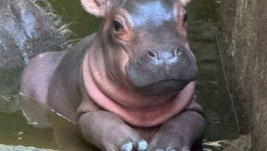 Photo of Nace hermoso hipopótamo en el zoológico Zoochilpan