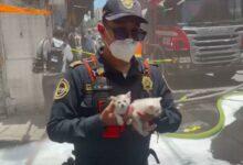 Photo of Policía rescata a dos gatitos de un incendio
