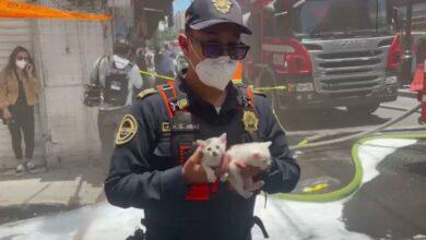 Photo of Policía rescata a dos gatitos de un incendio