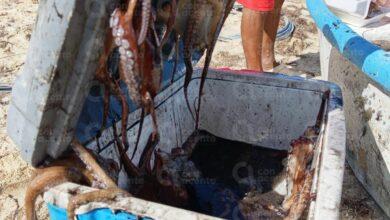Photo of Recalan pulpos en Chuburná, Chelem y Yucalpetén