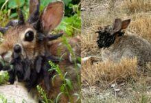 Photo of ¿Conejos con tentáculos raros en Estados Unidos?