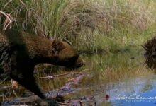 Photo of Cámaras trampa captan a jaguarundi o “emuch”
