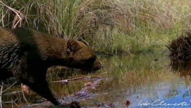 Photo of Cámaras trampa captan a jaguarundi o “emuch”
