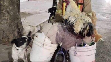 Photo of “El Señor de los Patos” y su singular caravana están en Tehuacán