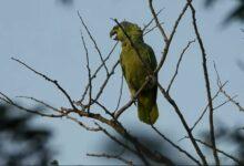 Photo of Loro corona azul se establece en ruinas Sihunchen
